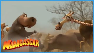 DreamWorks Madagascar | Get The Water Back | Madagascar: Escape 2 Africa Movie C