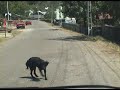 balada