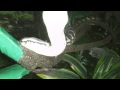 Kingsley - The Irian Jaya Jag Carpet Python
