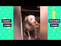 TRY NOT TO LAUGH - Cute Funny Animals of the Week!