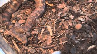 Death Adders The Ambush Predators