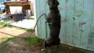 Pitbull Training 2