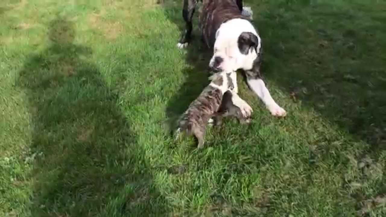 les chiots bouledogue Américain - YouTube les chiots bouledogue Américain - YouTube