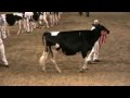 Canadian National Holstein Show - Junior Yearlings