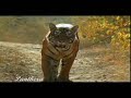 Vulnerable soul of Tiger
