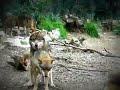 Wild Wolves Making Love | Animal Mating