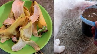 You will never throw away banana peels after watching this
