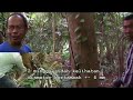 image Keunggulan Teknologi Nitrobacter Tj Pada Tanaman Perkebunan Kayu Keras Pohon Buah