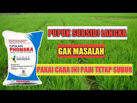 Terbukti pertumbuhan padi lebih cepat 2x lipat