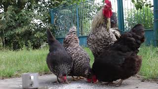 Chickens Eating - No Copyright Video - Free Stock Footage