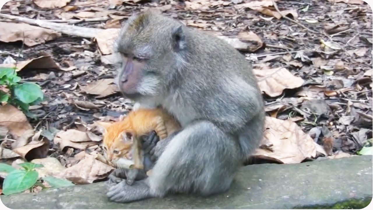 Monkey Adopts Kitten Adorable Unlikely Pair YouTube