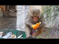 Monkey eating orange