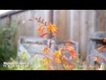 Video Test: Panasonic Lumix DMC-G6 with Various Lenses
