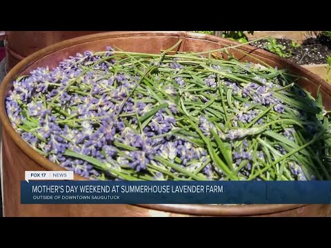 Summerhouse Lavender Farm