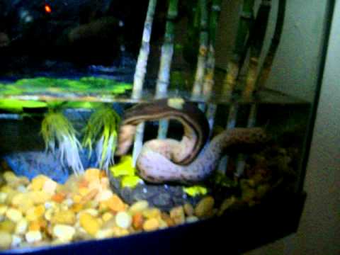 elephant trunk /file snake water python eating goldfish