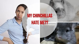 Watch Chinchilla Help video