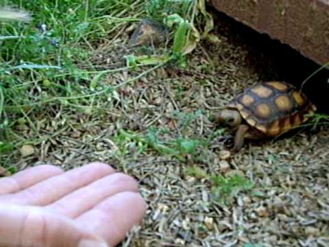 Thumb Tiny turtle comes when somebody calls its name