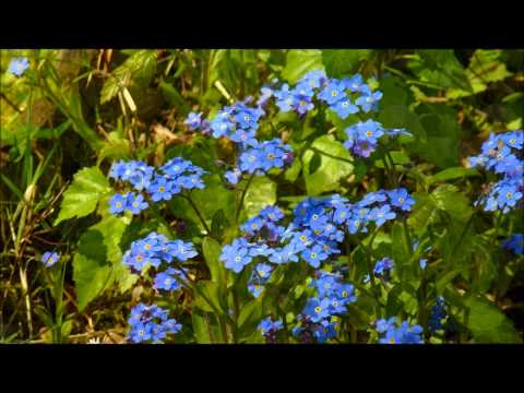 Beautiful African Relaxation Music With Nature Sounds Beautiful African Relaxation Music With Nature Sounds