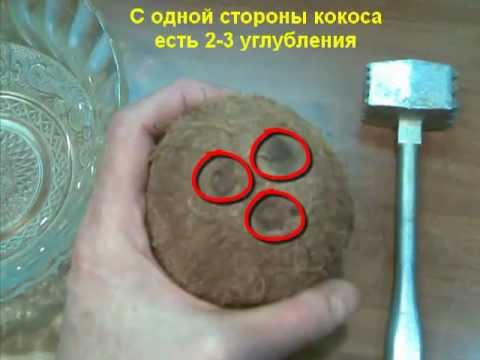 Открыть кокос в домашних условиях видео Открыть кокос в домашних условиях видео