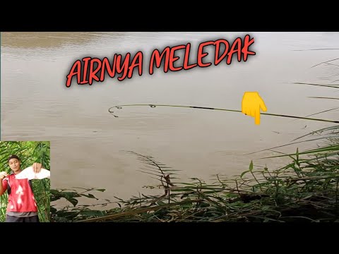 Dahsyatnya tarikan ikan belida di awal tahun 2023| Sampai putus pancing 😳 #mancingBelida #gobilpauk