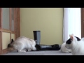 長靴とねこ　Cat and boots　140912