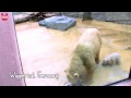 Anuri The Baby Polar Bear