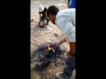 בישולי שטח- אפיית לחם מסעות בדואי