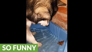 Friendly Malamute befriends backyard frog