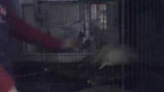 Watch Smashing Pumpkins Rats video