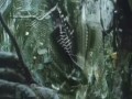 Predator 1987 Review Cinema Slashes images Predator 1987 Review Cinema Slashes
