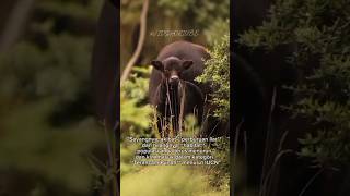 Anoa Si Kerbau Mini Dari Sulawesi Yang Misterius Dan Hampir Punah