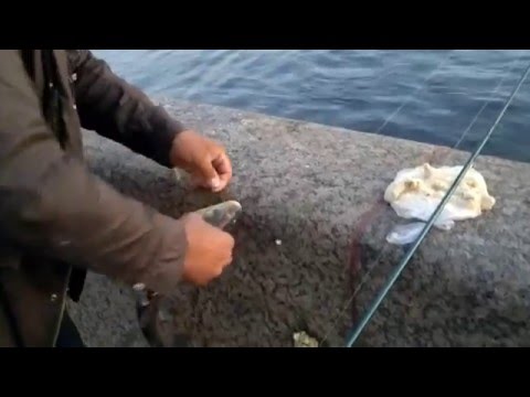 как ловить рыбу на реке неве как ловить рыбу на реке неве