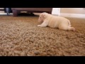 English Bulldog puppies learning to walk for the first time
