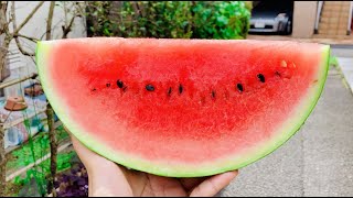 Delicious Japanese watermelon / スイカ　[Japan summer vacation, 2022] 4K