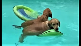 Die Besten Hunde Videos 2021, Teil 2, Cute And Funny Dogs Videos.