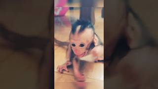 Baby Monkey Loses Its Temper