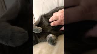 Cat Shows Appreciation For Belly Rub With Kisses