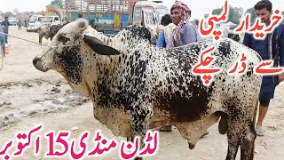Today Fresh Luddan Cow Mandi Video Kato Qurbani Bachre Global Village Farming