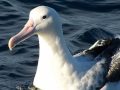 SAVE THE ALBATROSS - PHOTOGRAPHY