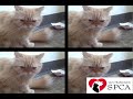 sfspca