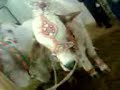 Afridi Dairy Cattle Farm images Afridi Dairy Cattle Farm