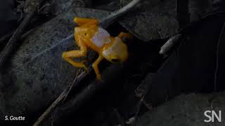 See how UV light makes this tiny toadlet glow | Science News