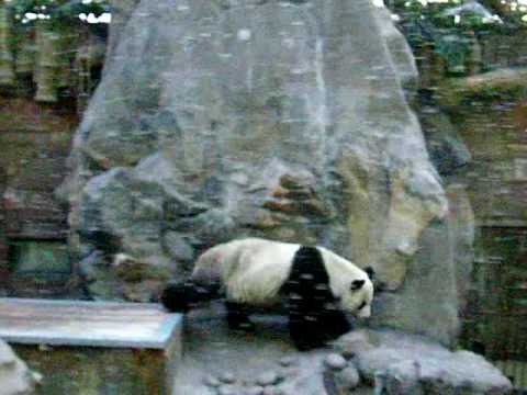 北京動物園パンダ館