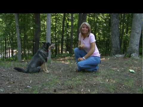 heather tesch the weather channel fleas in your home heather tesch