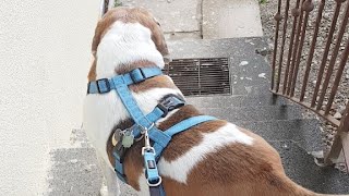 Eine Runde Gassi Gehen Mit Unserem Hund
