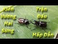 Truy tìm Kiến Vương hai sừng I Bọ cánh cứng đẹp khó cưỡng của giới trẻ
