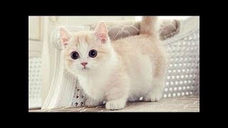 Funny Dog and Cat Compilation #5 2018 || FunnyVines