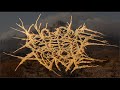 No One Gets Out Alive Video preview