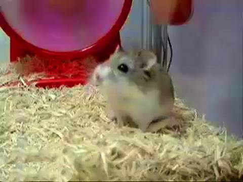 Dwarf Hamster... EXPLODING!!!
