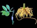 Growing Citrus from Cuttings – Rooting and Grafting Citrus in One Step